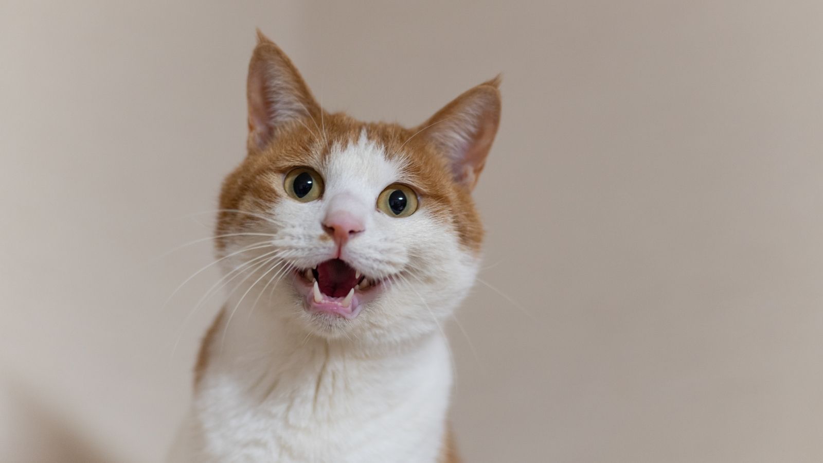 Kupiłeś kota? W tym przypadku obowiązuje dodatkowa obowiązkowa opłata, właściciele często nie wiedzą