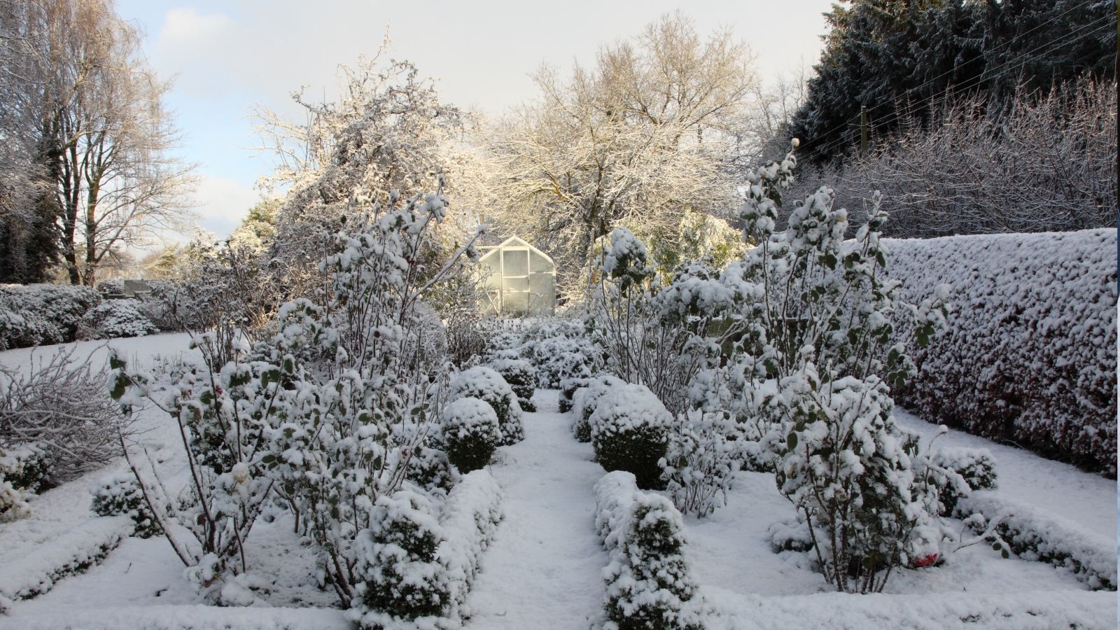 Koniecznie zajrzyj teraz pod róże i krzewy w ogrodzie. Jeśli to zauważysz, rośliny mają niemały problem