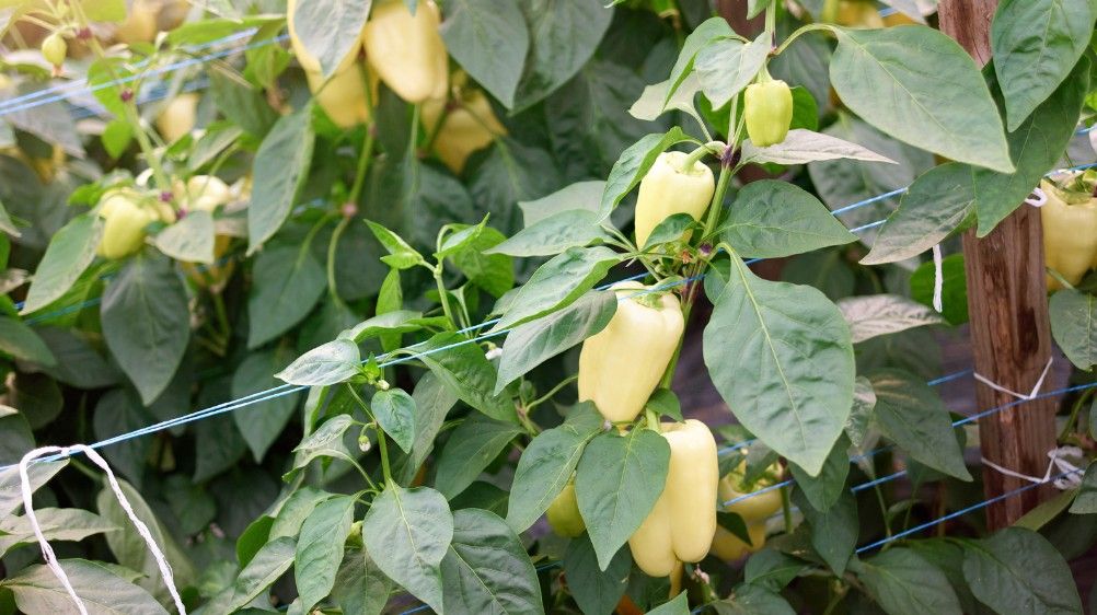 Papryka