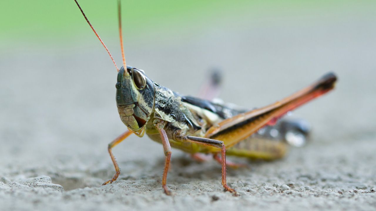 szarańcza wędrowna Fot. eowyn_photos/Canva.jpg