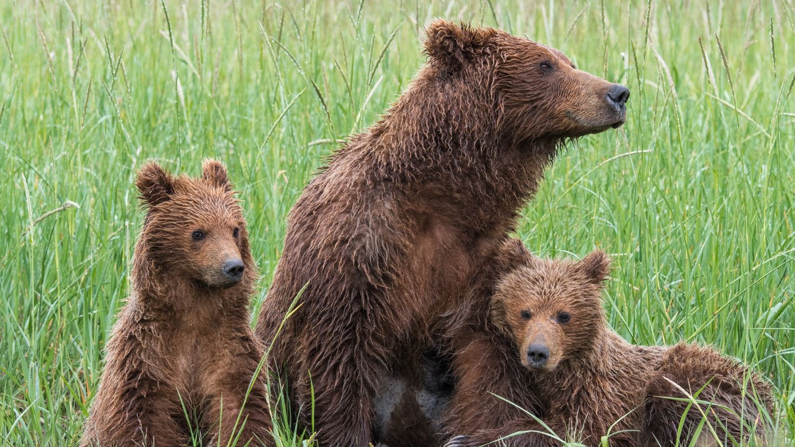 Niedźwiedź zaatakował w Bieszczadach. Mężczyzna ranny w pobliżu własnego domu