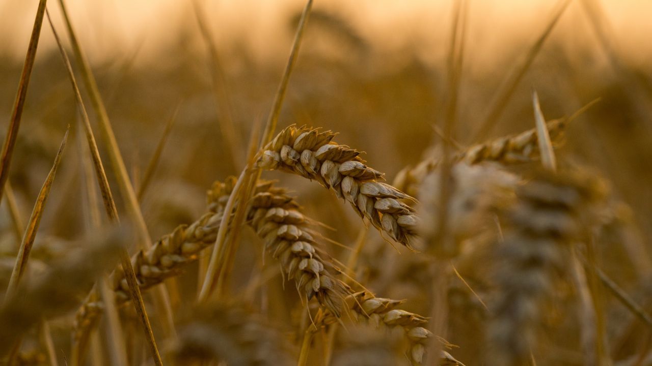 Podatek rolny na 2026 rok w dół, ale to nie koniec dobrych wieści. Rolnicy odetchną z ulgą