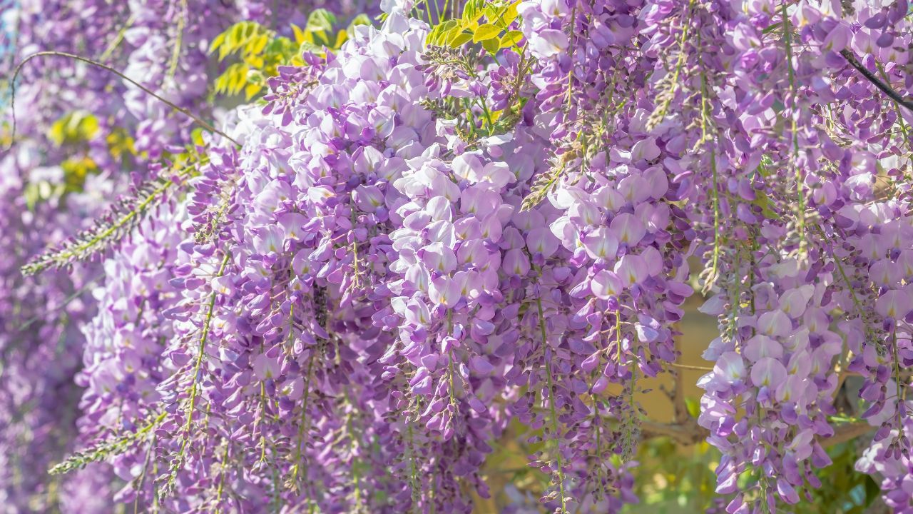 Wisteria