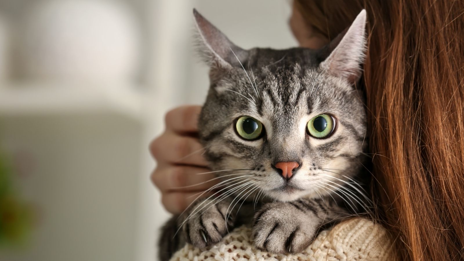 Kupiłeś kota? W tym przypadku obowiązuje dodatkowa obowiązkowa opłata, właściciele często nie wiedzą