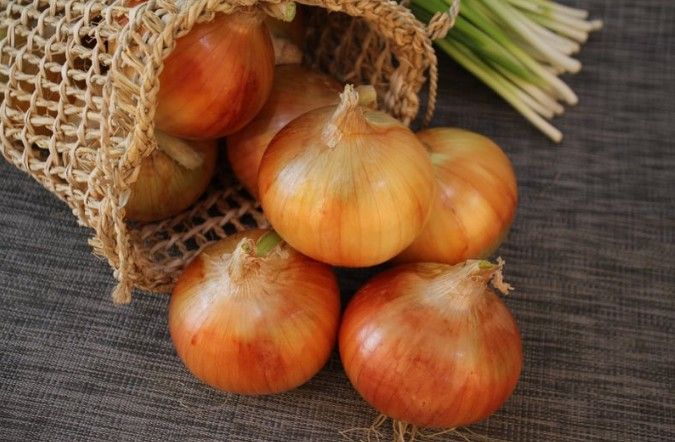 Cebula