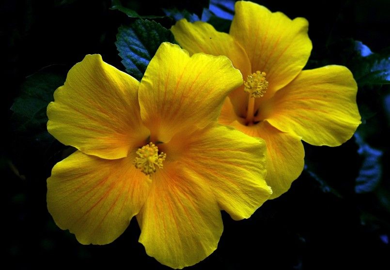 Hibiskus