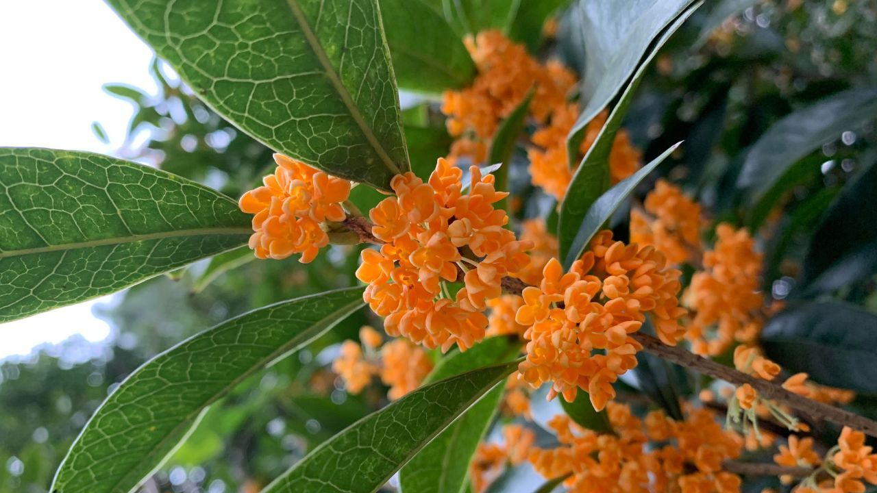 Osmantus