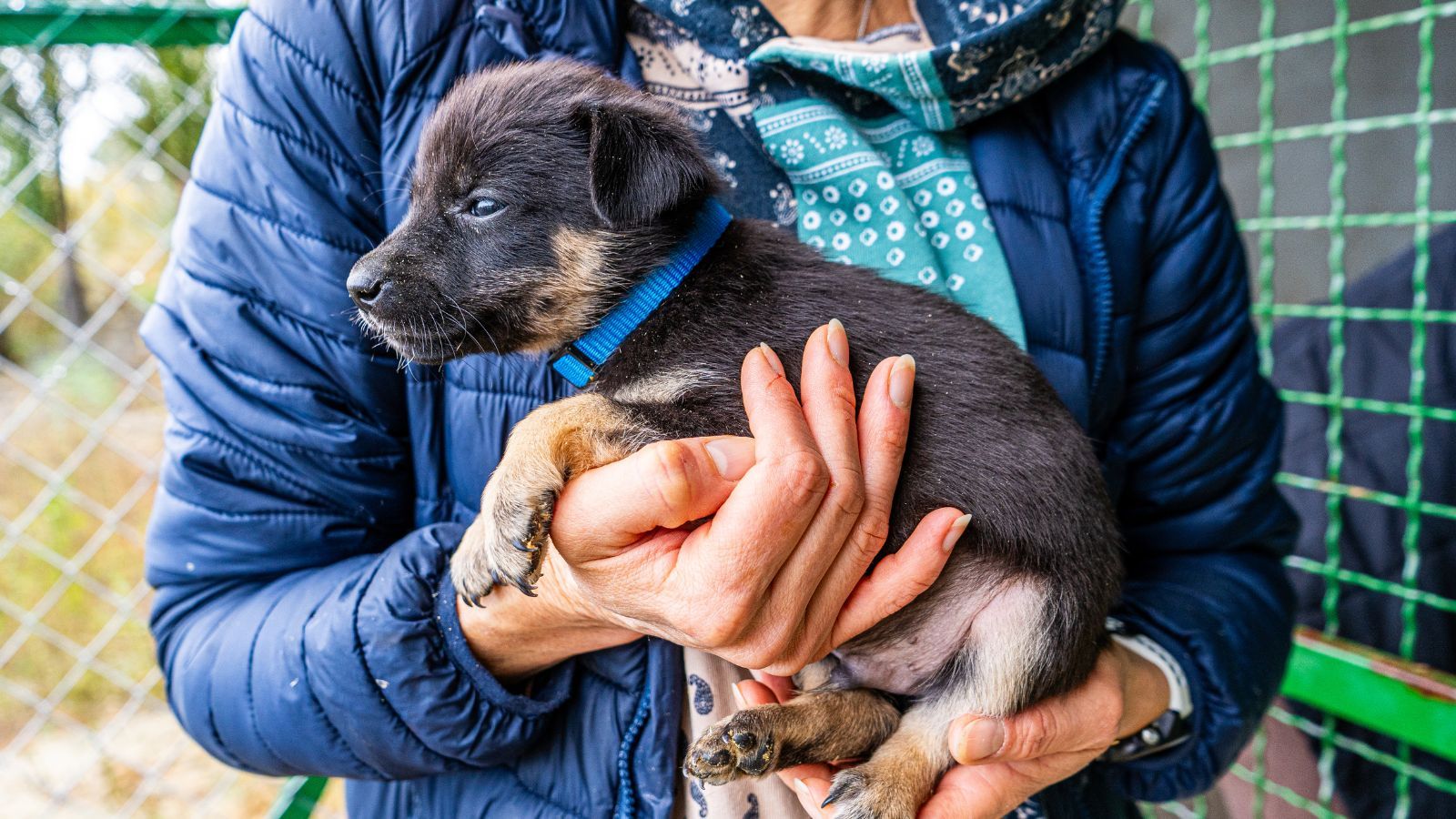 Radykalne zmiany w opiece nad zwierzętami w całym kraju. Resort wprowadza zasadę "zero tolerancji”