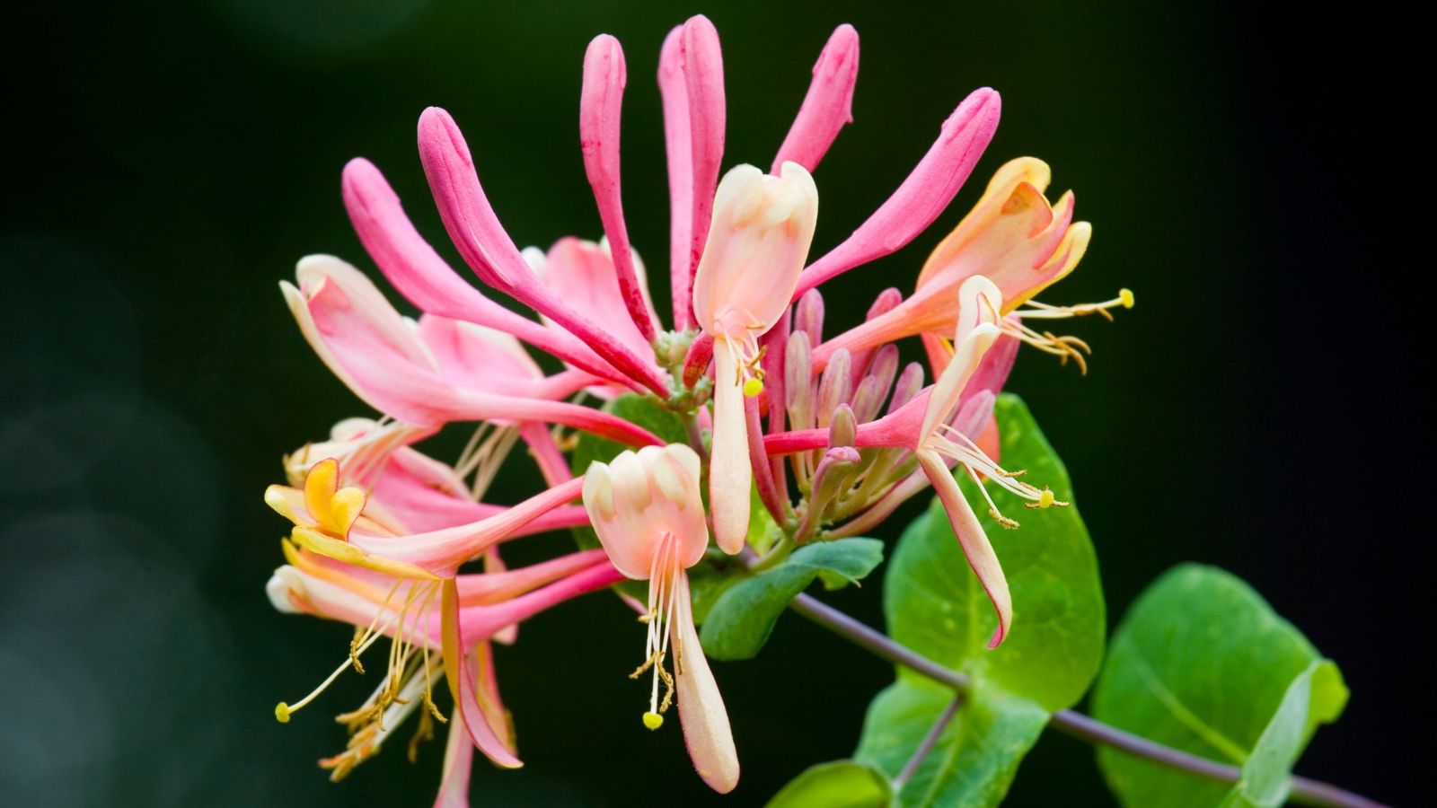 Zapomnij o tujach. Z tej rośliny żywopłot urośnie w mig, wieczorami wydziela piękny zapach