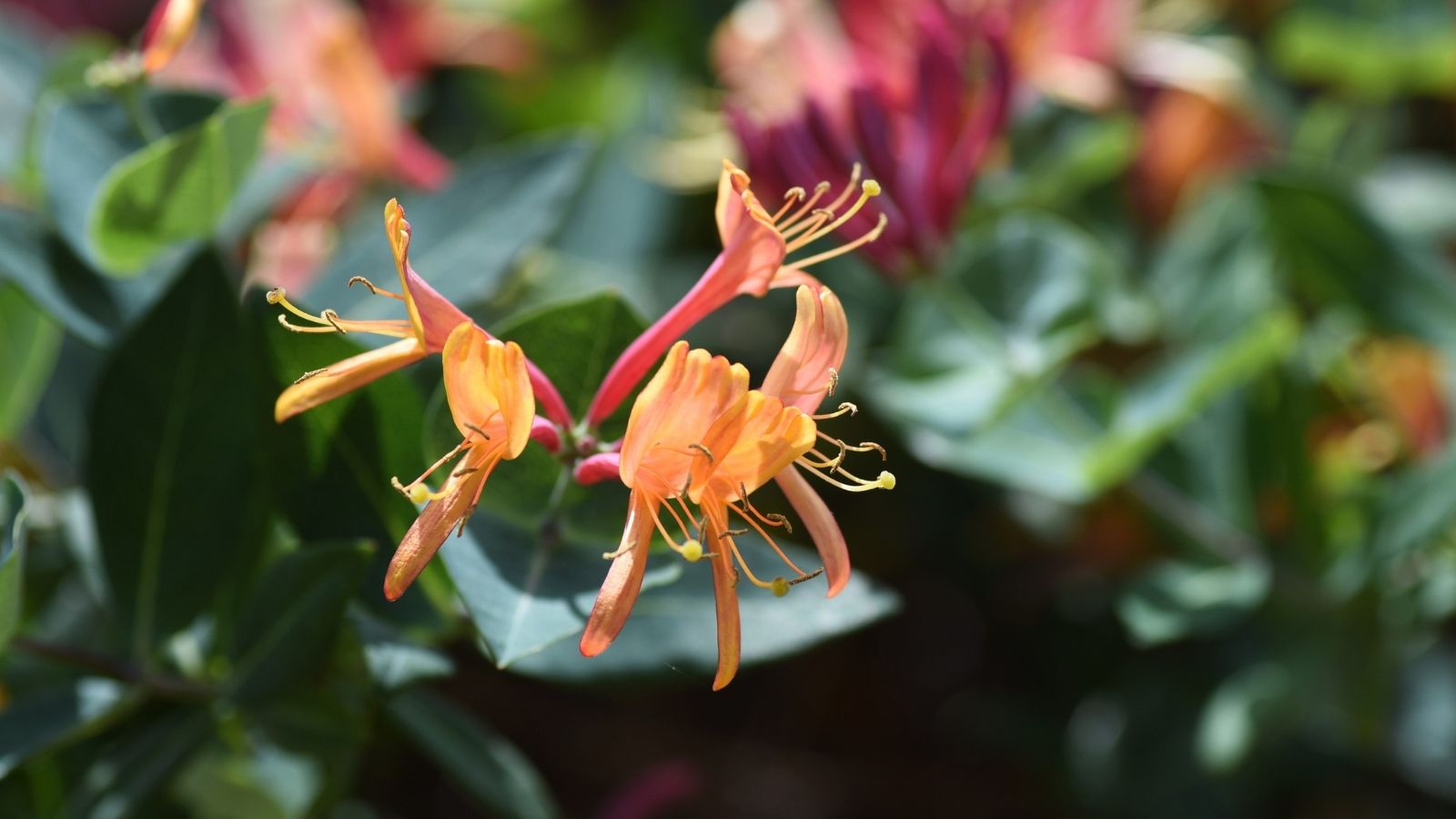 Zapomnij o tujach. Z tej rośliny żywopłot urośnie w mig, wieczorami wydziela piękny zapach