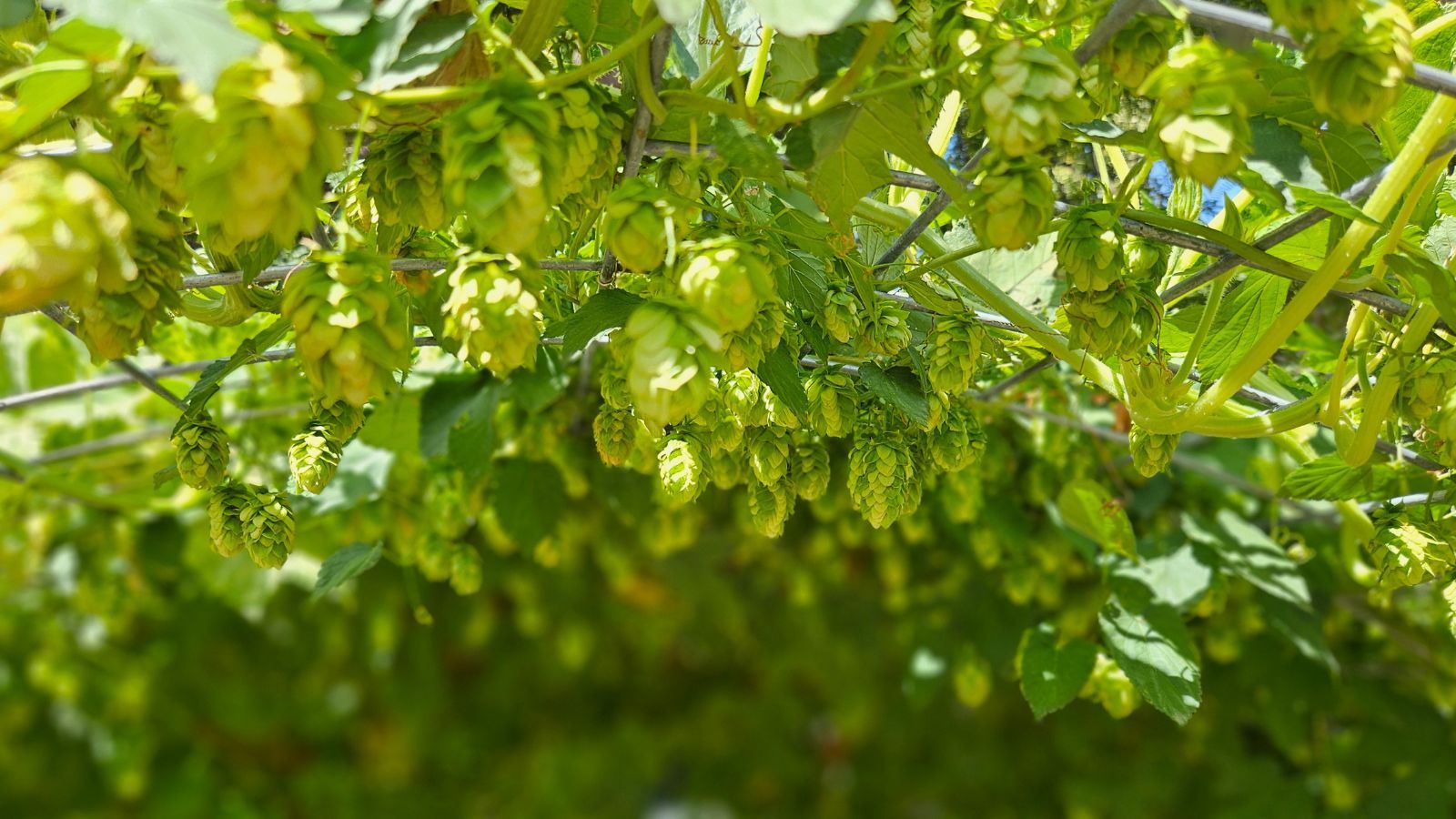 W Polsce brane za chwast, na Zachodzie warte fortunę. Tyle płacą za kilogram "białego złota"