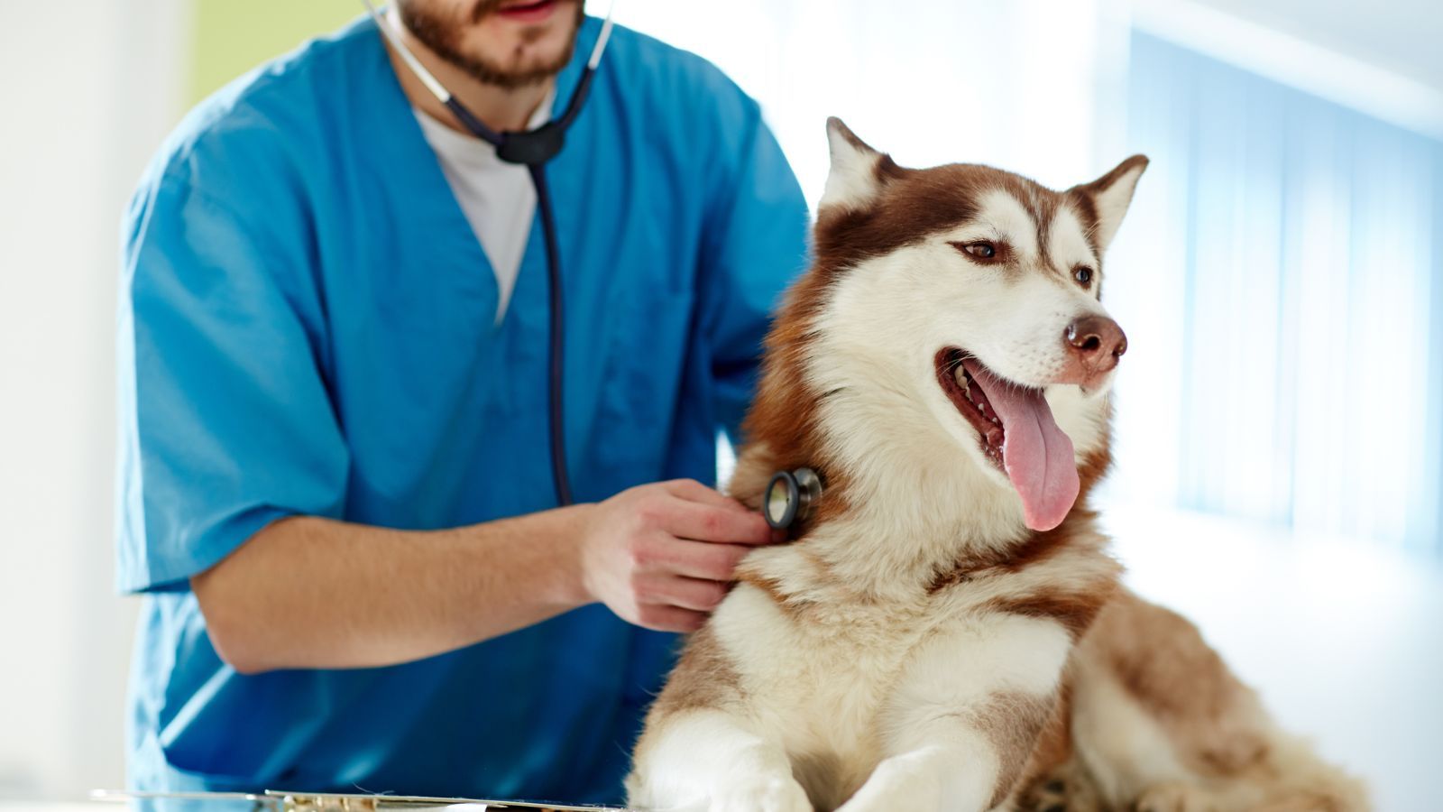 Nadchodzą zmiany w cennikach u weterynarzy. Właściciele psów i kotów nie będą zadowoleni