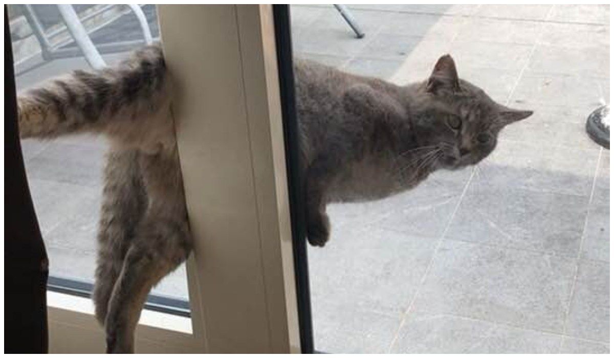 Kot zaklinowany w oknie
