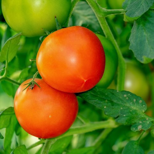 Cieniowanie pomidorów 2.jpg