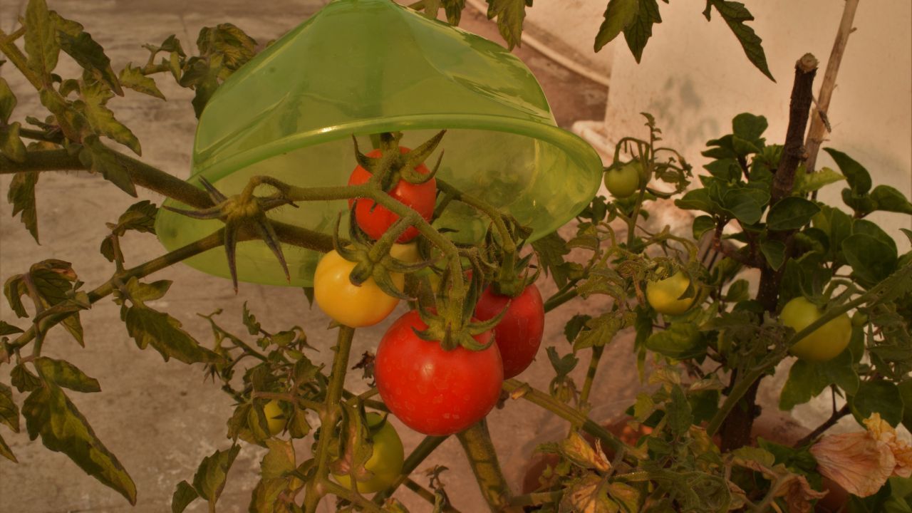 Cieniowanie pomidorów