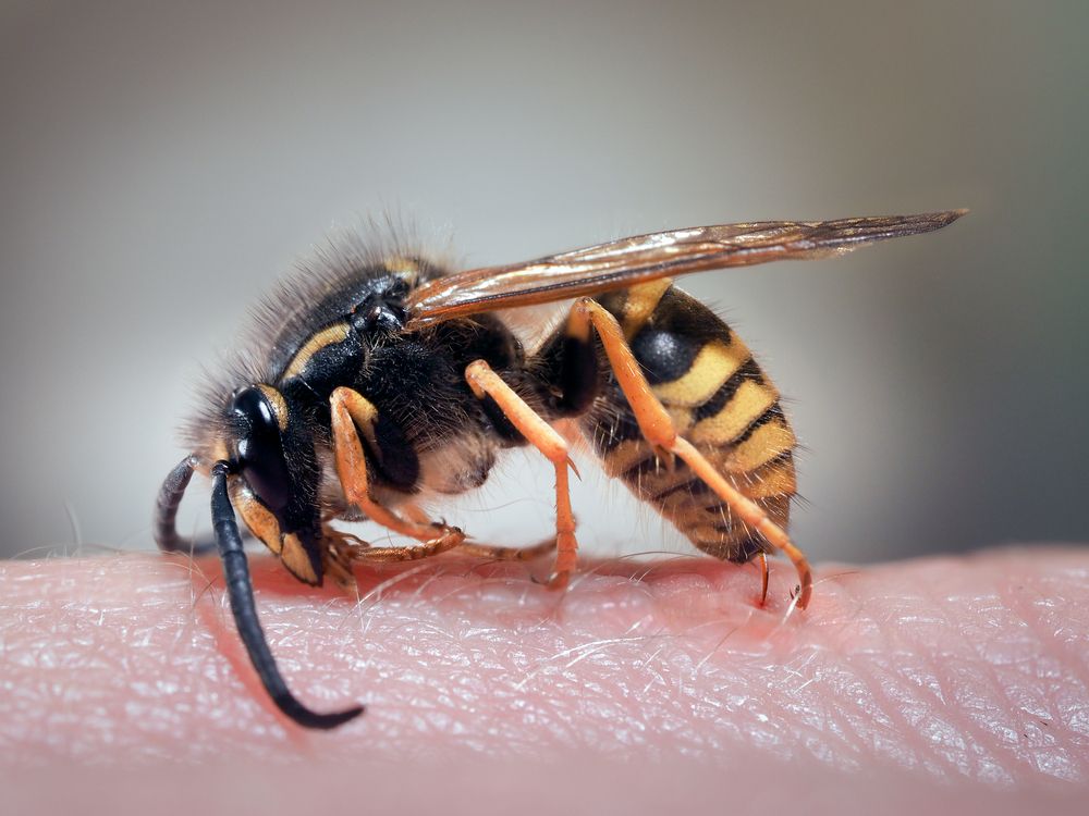 Użądlenia osy, osa, pszczoła