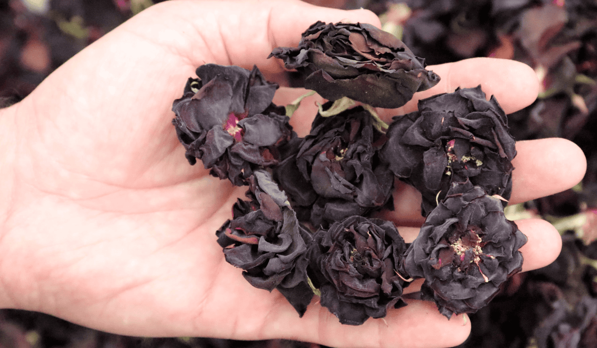 Czarne róże z Halfeti