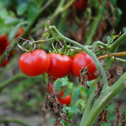 Czerwone pomidory w ogrodzie.jpg