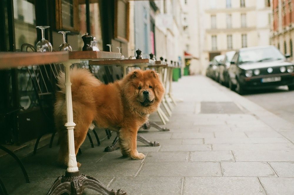 Czy można wejść z psem do sklepu lub restauracji_ Polskie przepisy nie zawsze są jednoznaczne.jpg