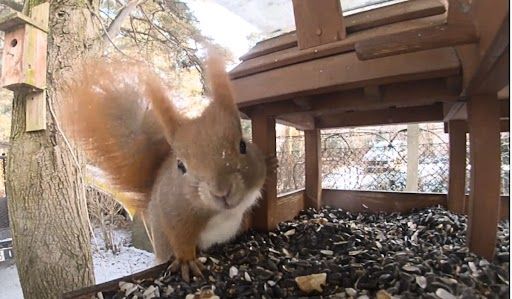 Czym dokarmiać wiewiórki?