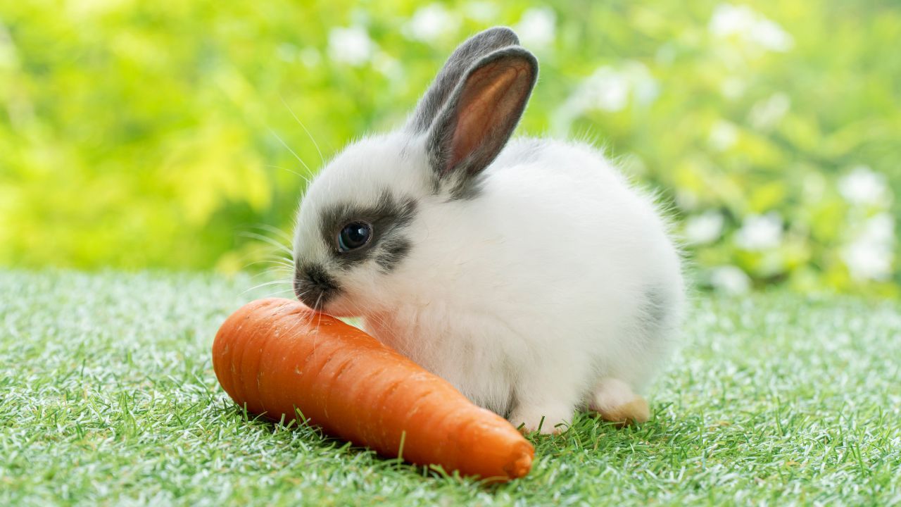 czym karmić królika
