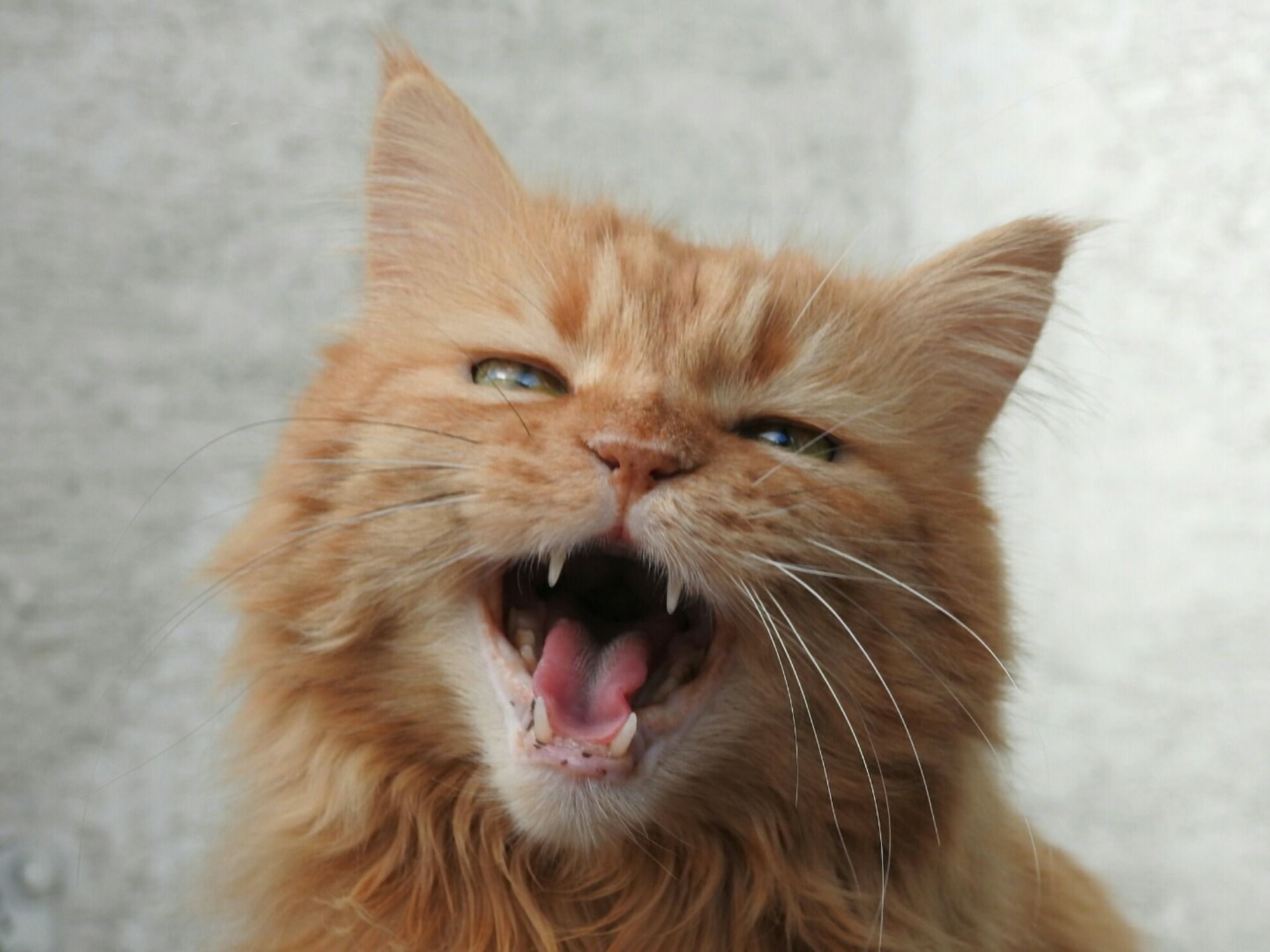 Miauczenie kota - jak rozumieć kocią mowę?