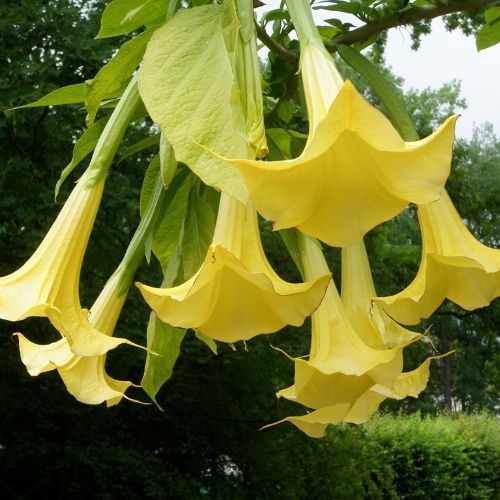 Datura w ogrodzie.jpg