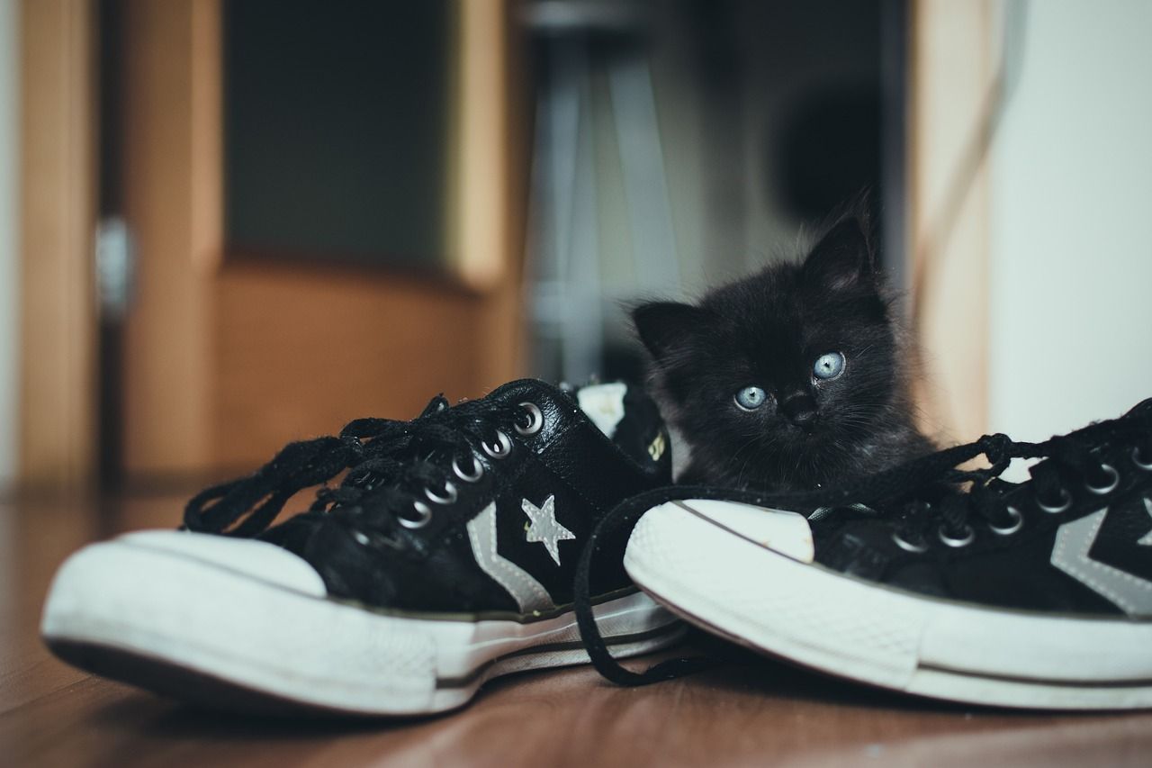 Dlaczego kot sika do butów? Nie jest to bynajmniej złośliwość, mruczek widzi to inaczej
