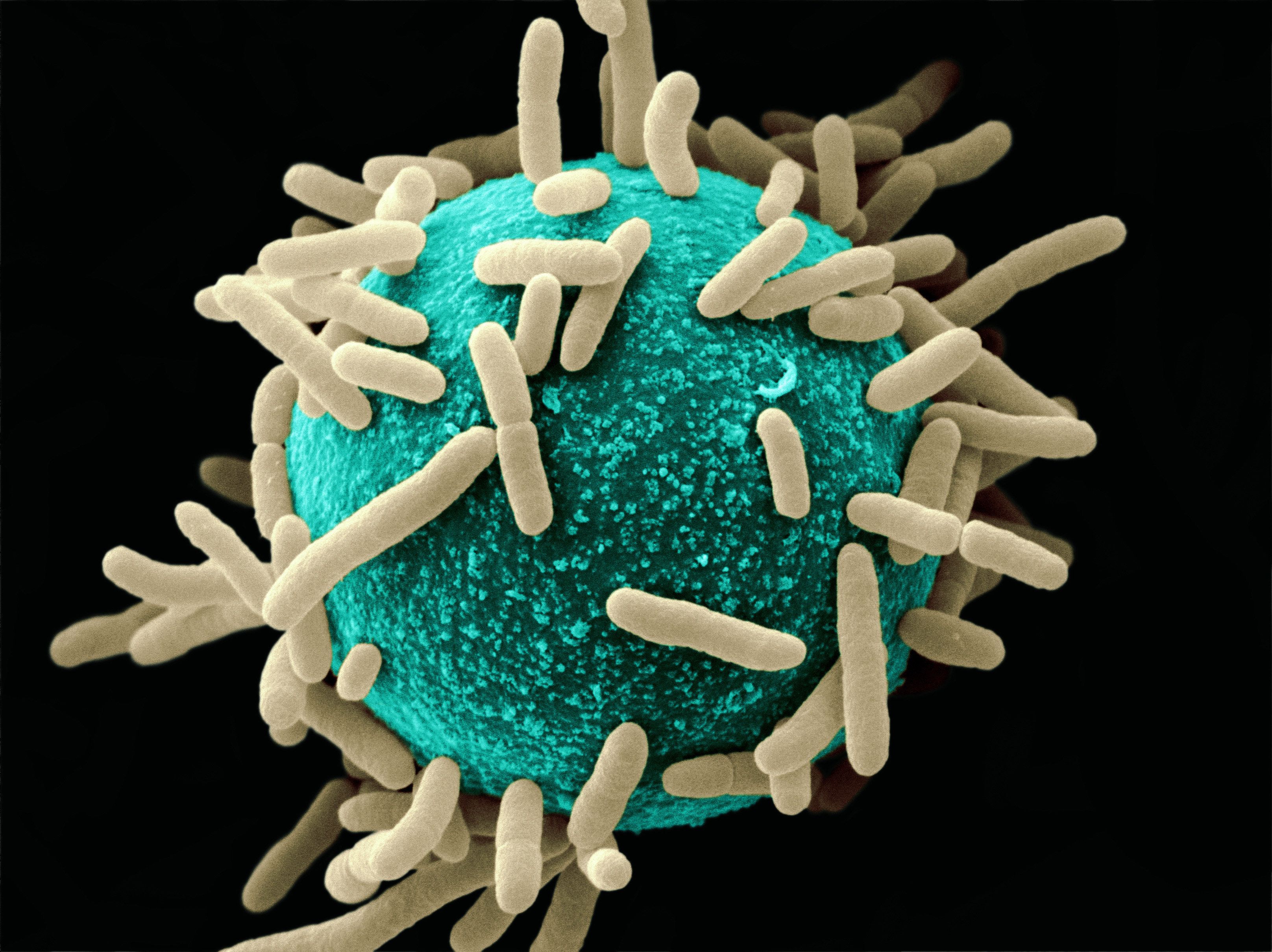 Mikrobiota, mikrobiom