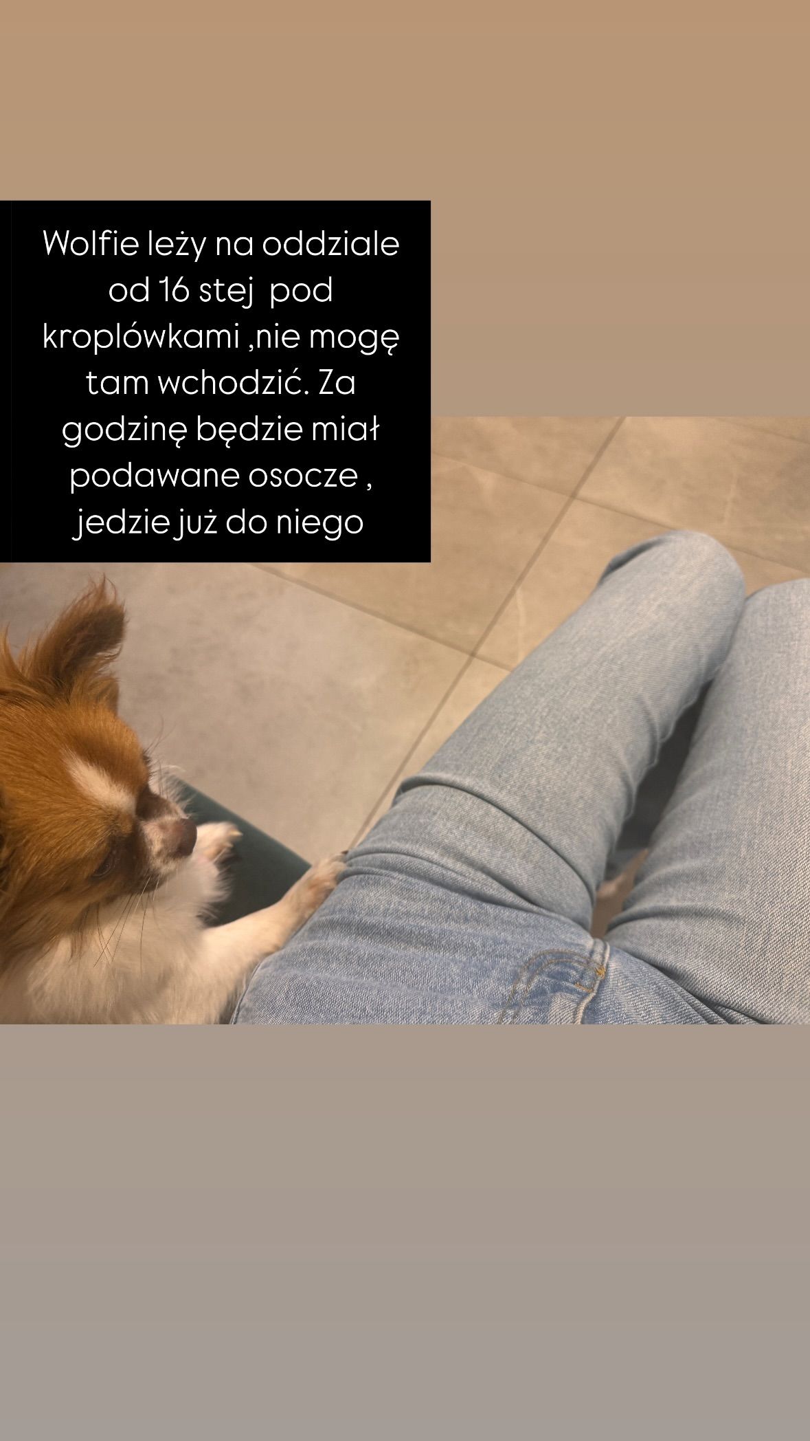 Doda, Wolfie pies w szpitalu, co się dzieje, nowe nagranie