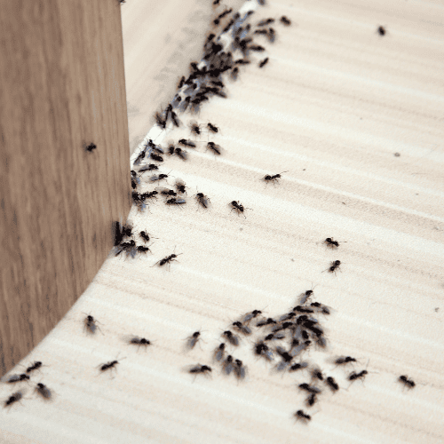 Domowe  sposoby na mrówki i mszyce.png