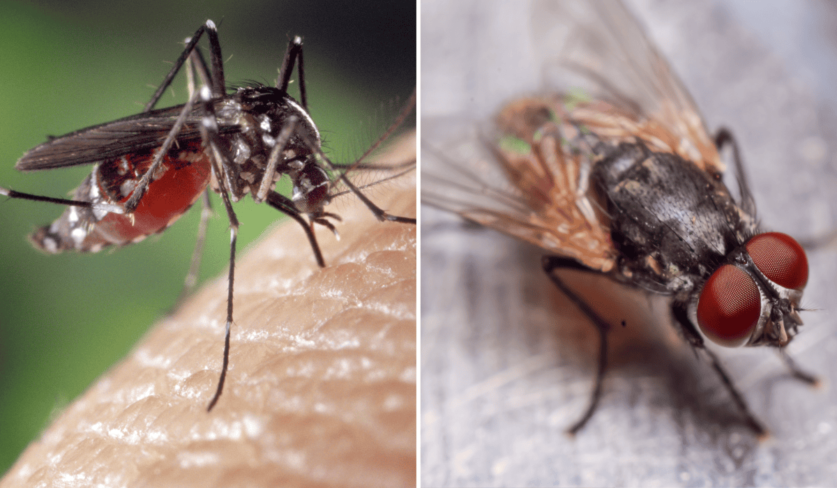 Poznaj domowy sposób na komary i muchy!