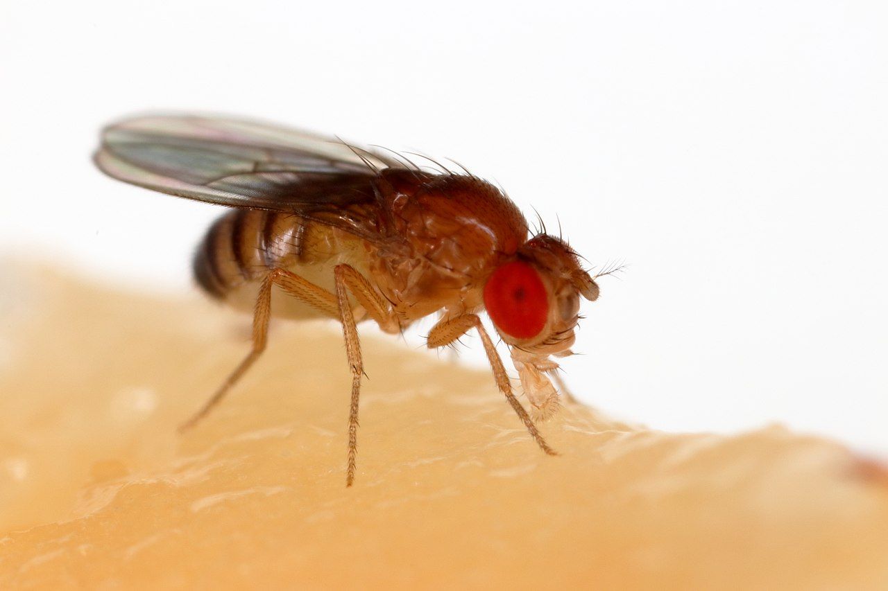 Drosophila_melanogaster_Proboscis.jpg