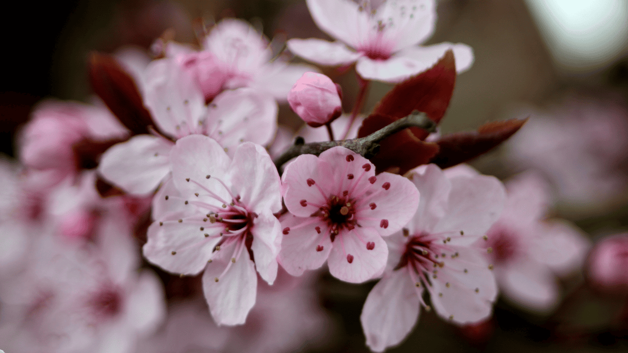 W czwartek zasadzili drzewka, w poniedziałek już ich nie było. Straty sięgają 6 tys. zł