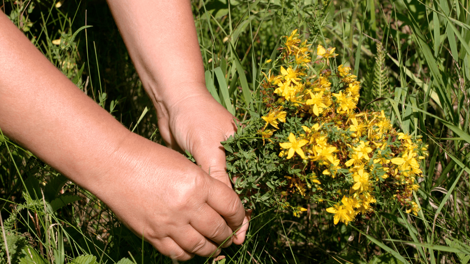 Popularne zioło na trawienie może uszkadzać nerki i żołądek. Nowe badania