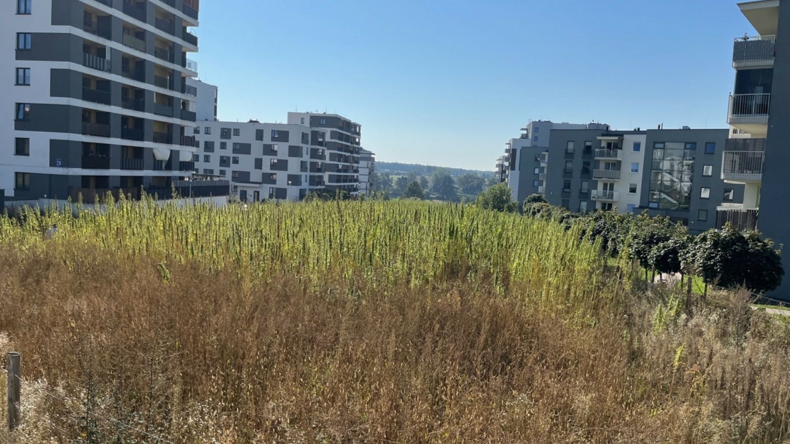 Michał Troszkiewicz