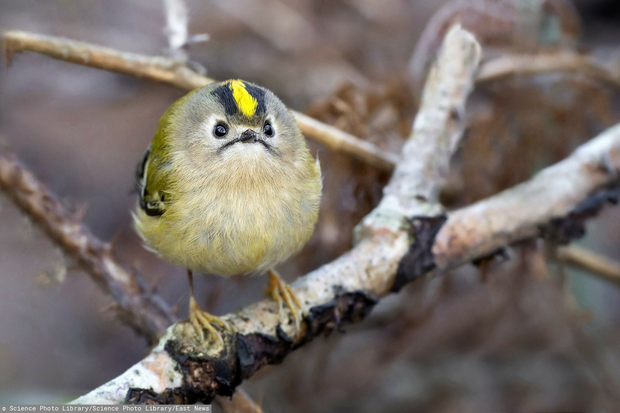 Waży tyle, co kilka ziarenek kawy. To najmniejszy ptak w Polsce