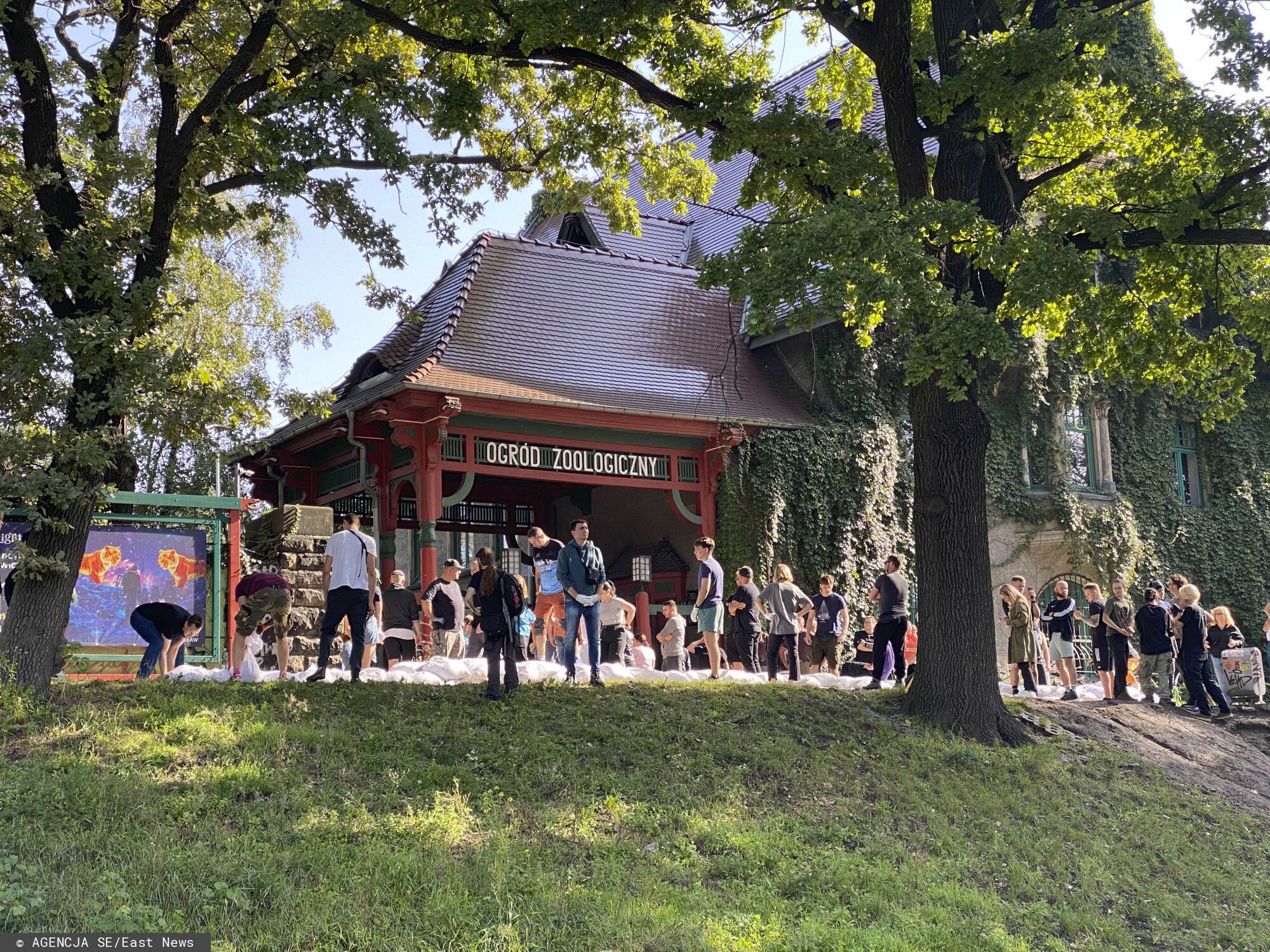 Szukają do pracy przy lwach, tygrysach i wilkach. ZOO ostrzega: "Będzie fizycznie i brudno”