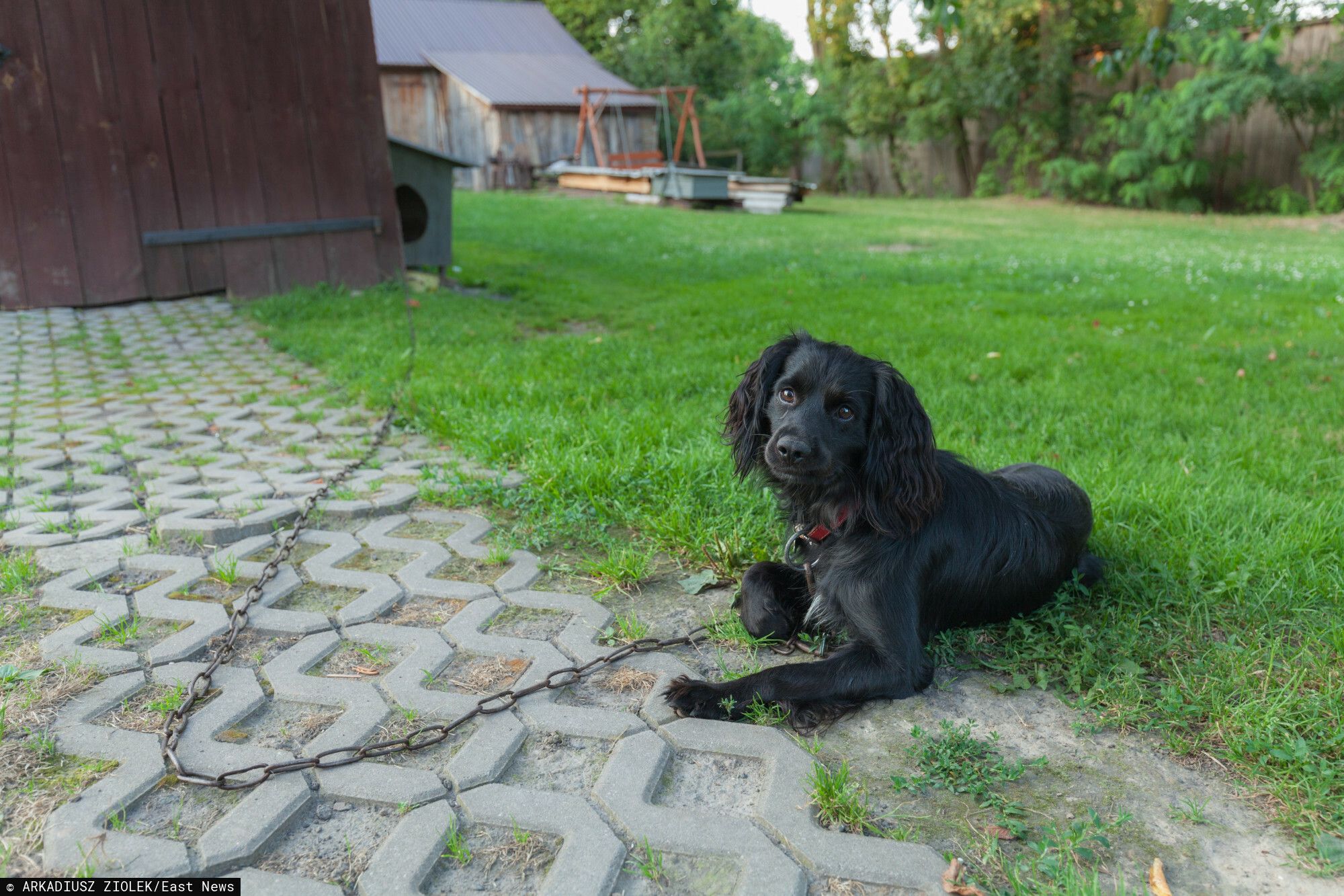 Czarzasty zaapelował do Nawrockiego. Jest zdruzgotany