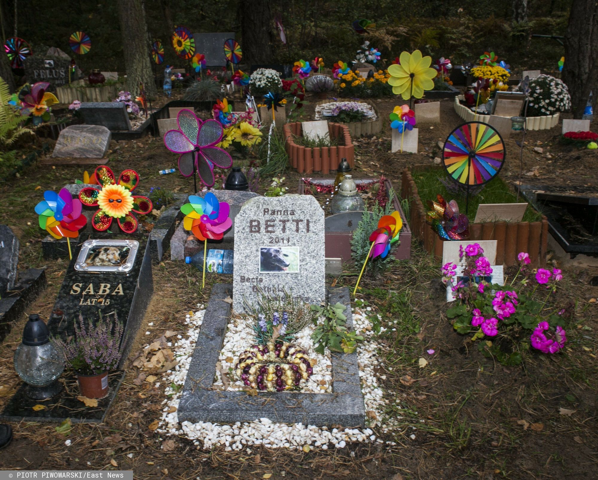 W tym miejscu nie można pochować psa lub kota. Za błąd zapłacisz 5 tys. zł