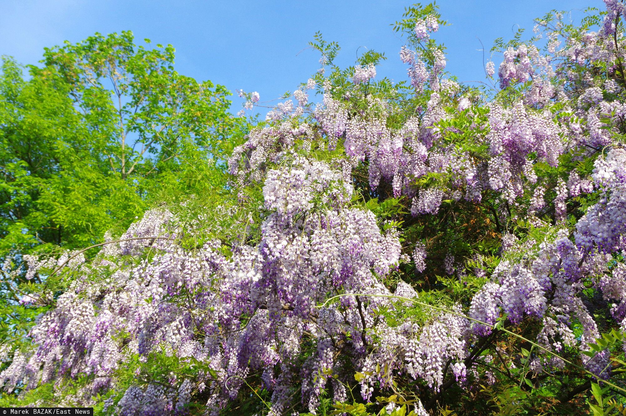 Wisteria