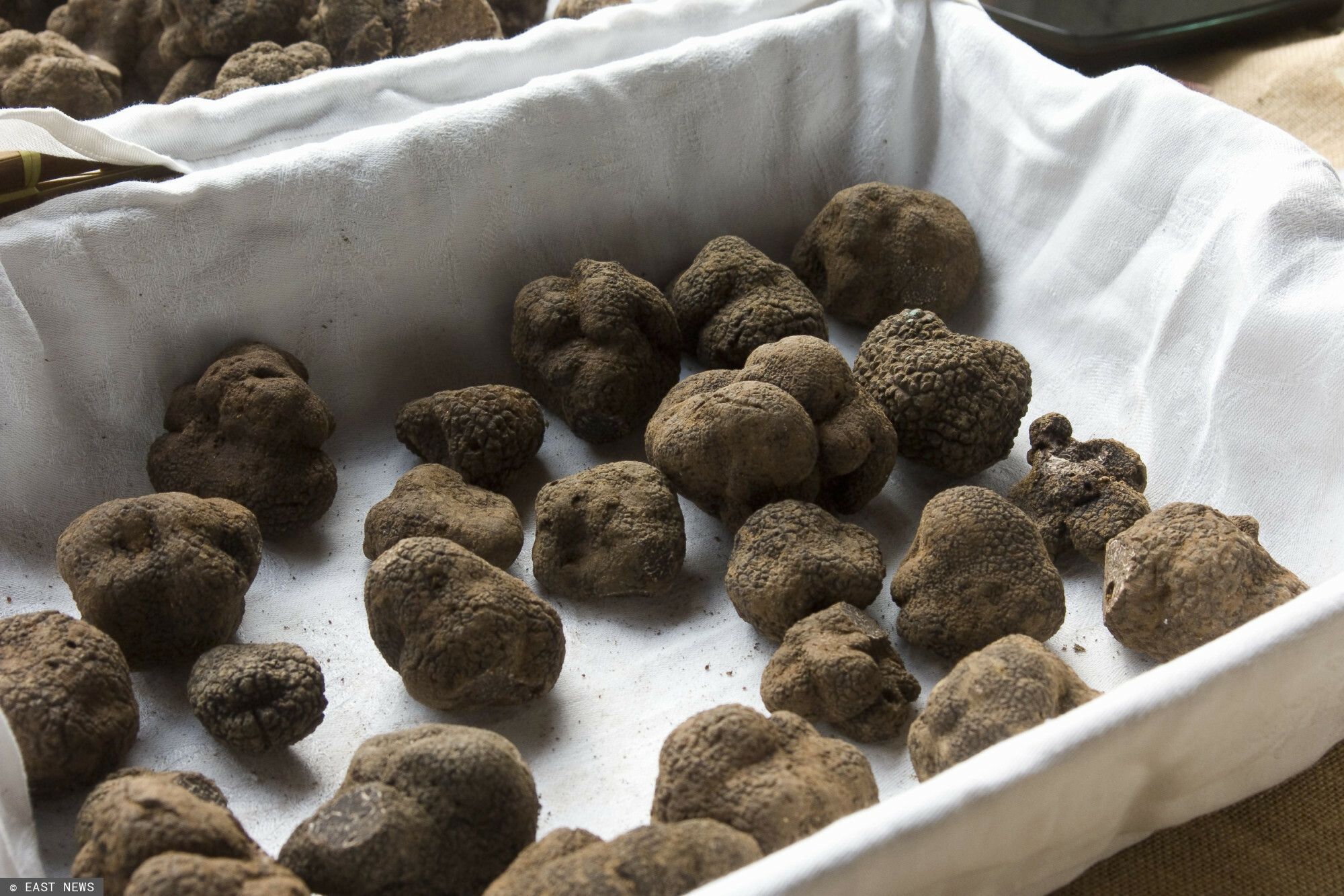 "Czarne diamenty" obrodziły w Polsce. Płacą nawet 2 tys. zł za kilogram tych grzybów