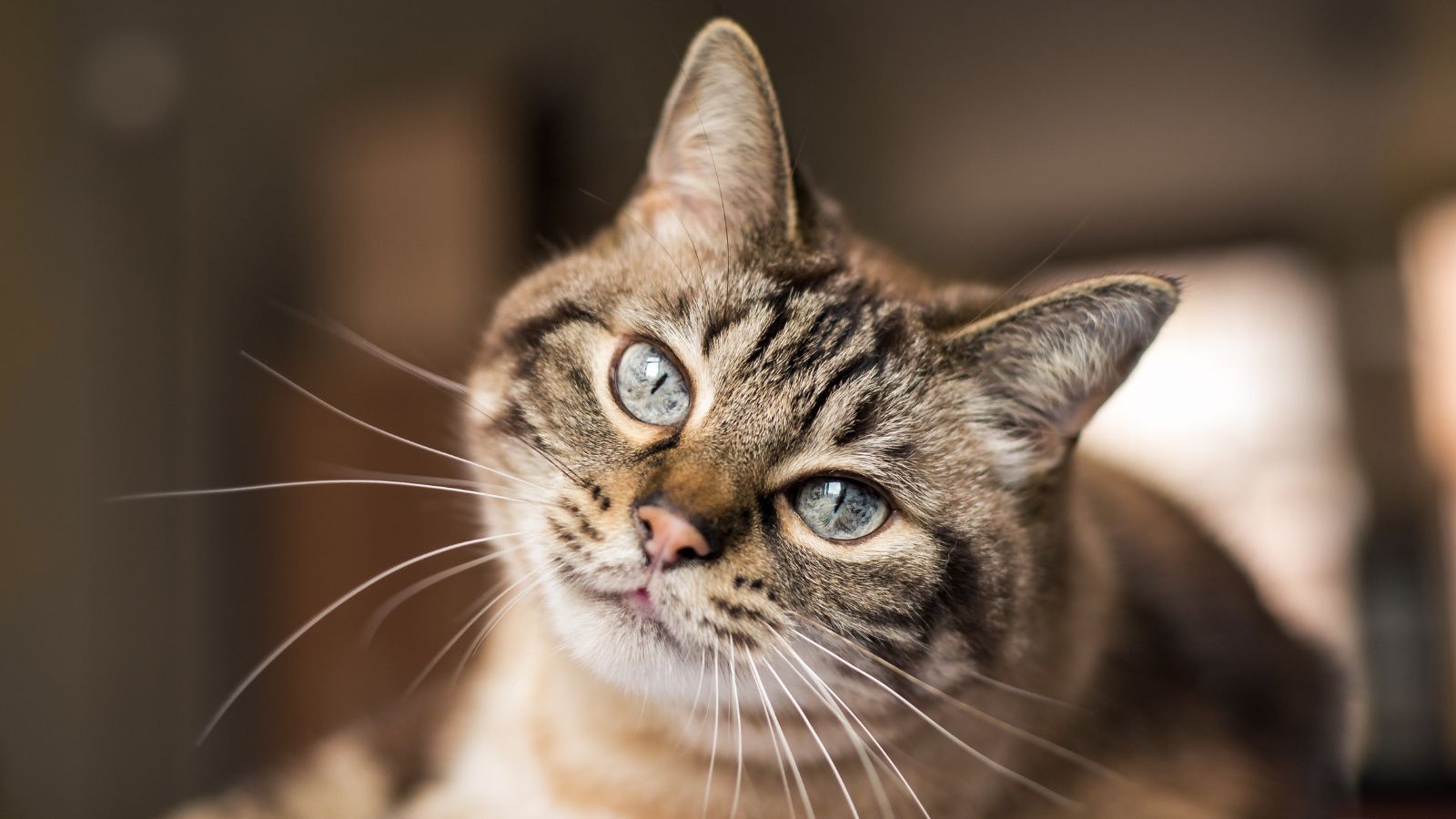 Masz takiego kota, zapłacisz podatek. W tym przypadku nie ma zmiłuj, skarbówka dowie się od razu