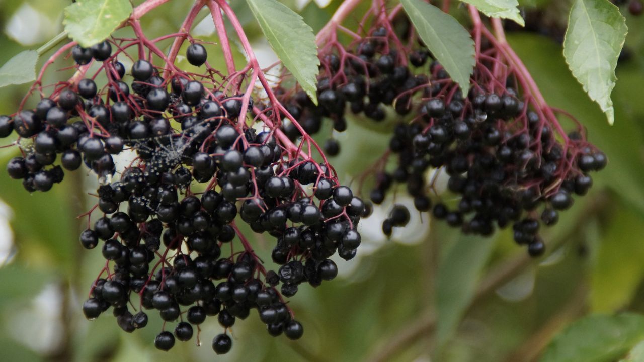 czarny bez