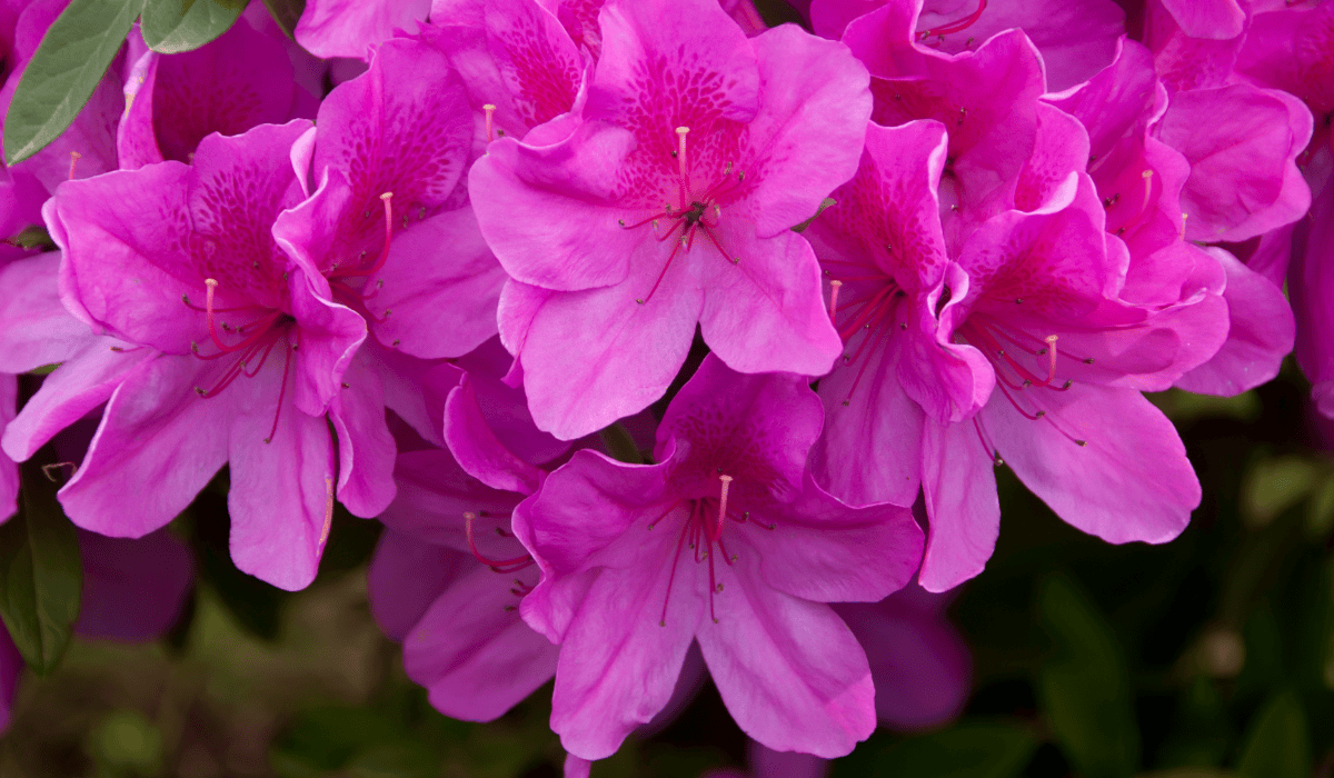 Ciemno-różowy rododendron