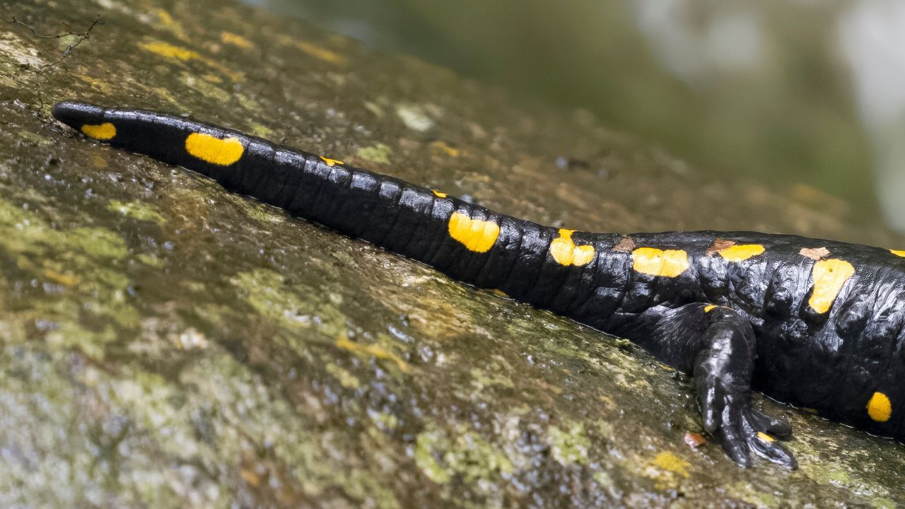 salamandra plamista 