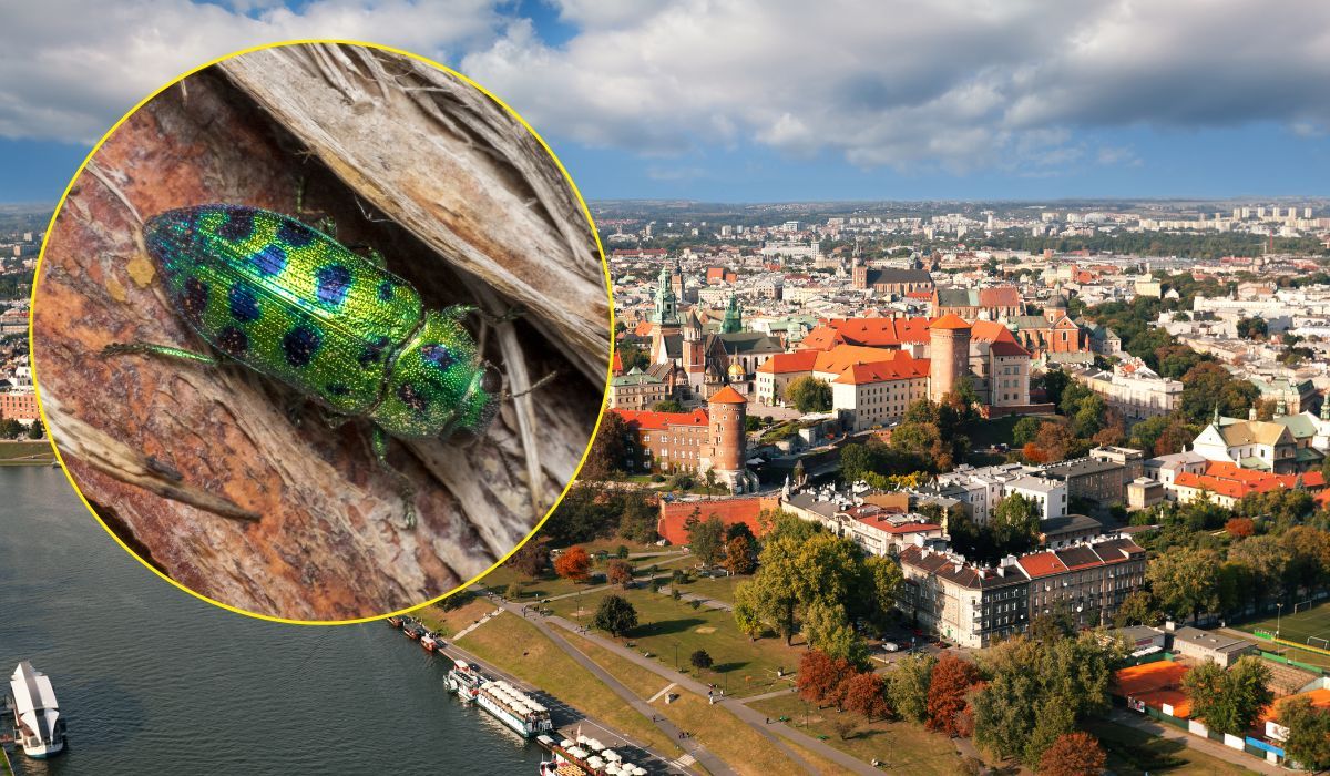 Plaga owadów w Krakowie