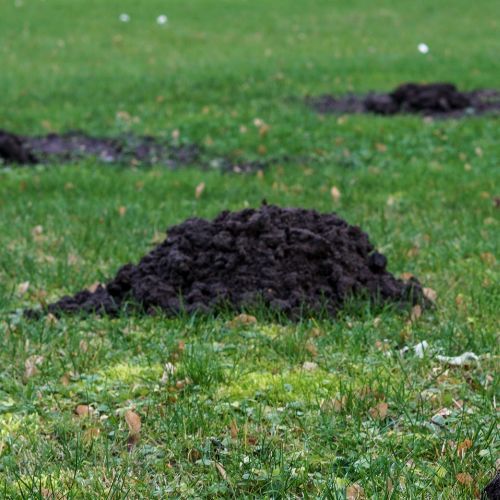 Tak w mig pozbędziesz się kreta z ogrodu. Domowy sposób nigdy nie zawodzi