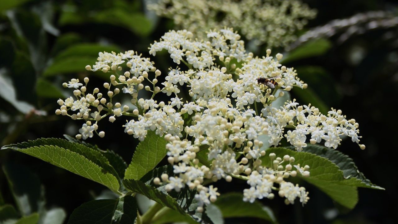 czarny bez