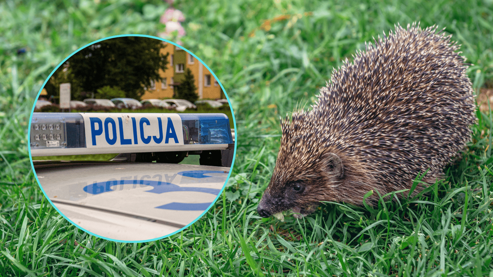 Zaatakował jeża kostką brukową, zwierzę nie przeżyło. Policja szuka sprawcy